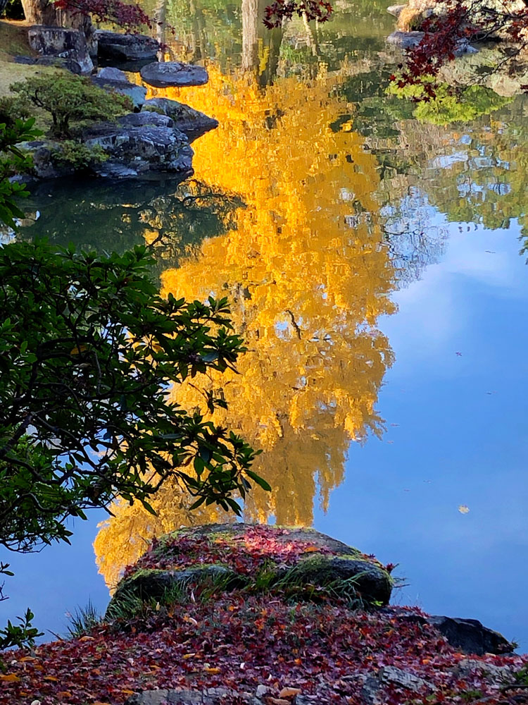 This dramatic photograph showcases the beautiful reflection of a bright yellow tree on the surface of a pond. The vibrancy of the tree is contrasted by the reflection of the sky that frames it, along with darker leaves and a shoreline of rocks.
