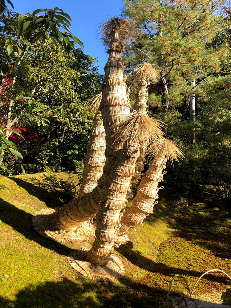 This photo shows a playful cluster of trees on a hillside cleverly wrapped in uniform layers of dried straw. Tufts of needles or leaves pop out of the tops of the arrangements, giving the group a funny, almost humanlike appearance.