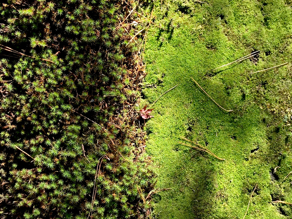 This beautiful close-up shot contains two different types of moss, one that grows close together in a nearly uninterrupted pattern, with the other appearing in dappled clusters across the ground. A few dried pine needles litter the surface.