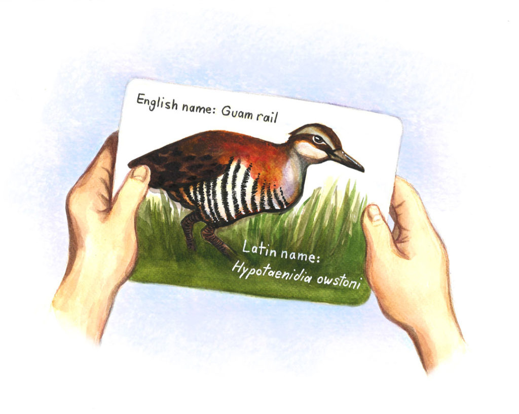 An illustration showing a pair of hands belonging to a young Craig Santos Perez. They hold a flash card of the extinct Guam rail that displays its picture and English and Latin names.