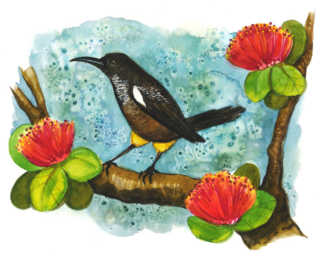 The Kauai ʻōʻō, a small bird with a long, thin, downturned beak and overall black and brown feathers, with a lighter brown belly, yellow legs, and white dappling. In this childlike but realistic illustration, it perches in a flowering tree.