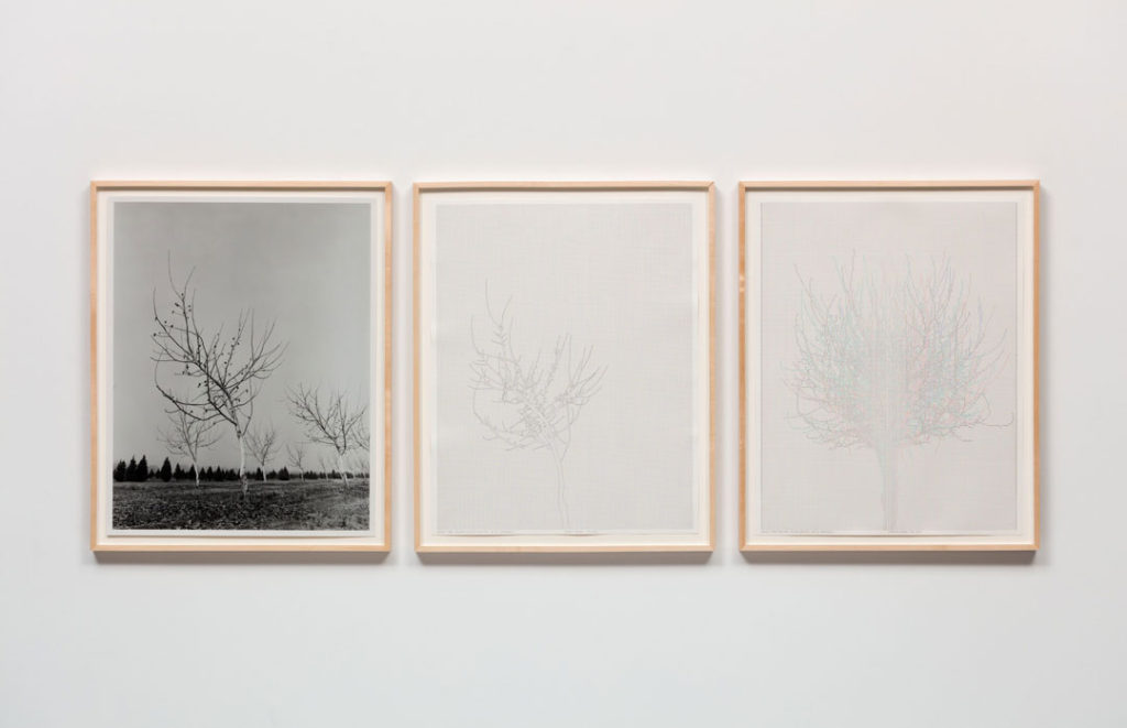 An installation view of three works from the Walnut Tree Orchard series by Charles Gaines.  The works are presented in simple wooden frames. On the left is a photograph of a handful of trees in a field.  The trees contain few leaves.  The center image is an ink drawing of the most prominent tree in the photograph, shown in what appears to be a silhouette against a plain background.  The right image is another ink drawing of a tree.  This tree does not appear in the photograph.  It also has no leaves, but is a fuller specimen with more branches.  Upon closer inspection, the two ink drawings are made up of a series of small squares.
