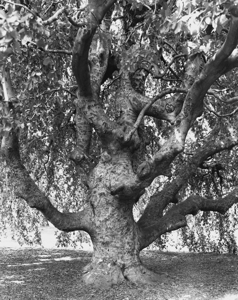 A black and white photo of an enormous weeping beech tree in the Brooklyn Botanic Garden. The tree’s gnarled branches are cropped off by the edges of the photo. Most of the bark on the tree trunk and branches has been vandalized with carved words, names and initials. This 2011 photo was taken by Mitch Epstein and is part of his New York Arbor project.